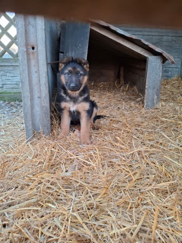 Szczeniaki owczarka niemieckiego