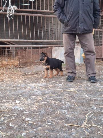 Szczeniaki owczarka niemieckiego