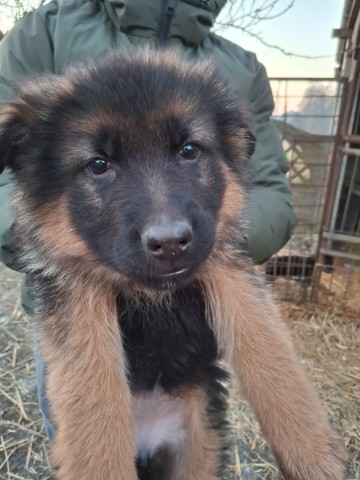 Szczeniaki owczarka niemieckiego