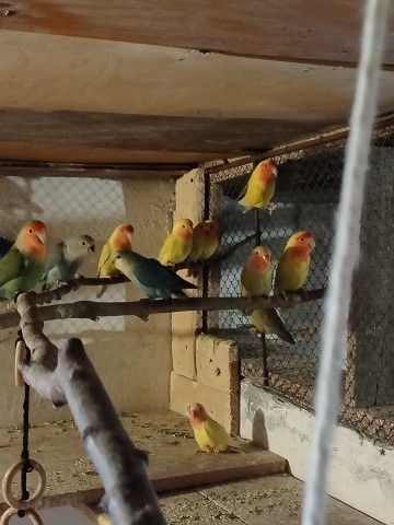 Sprzedam nimfy, faliste i nierozłączki