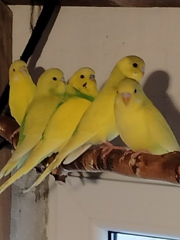 Sprzedam nimfy, faliste i nierozłączki