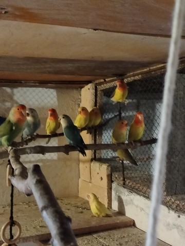 Sprzedam nimfy, faliste i nierozłączki