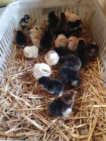 Sprzedam Kurczaki, pisklaki