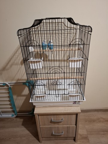 SPRZEDAM PAPUGI FALOSTE TANIO