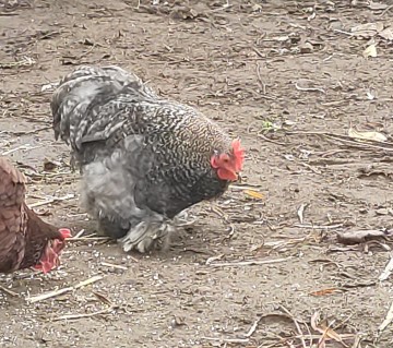 Kogut kochin karzełek, kochin miniaturowy