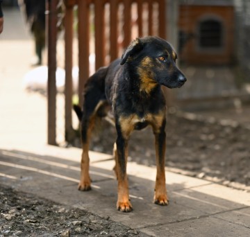 Orzysz - wspaniały, niekonfliktowy pies szuka domu!