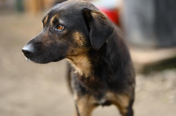 Orzysz - wspaniały, niekonfliktowy pies szuka domu!