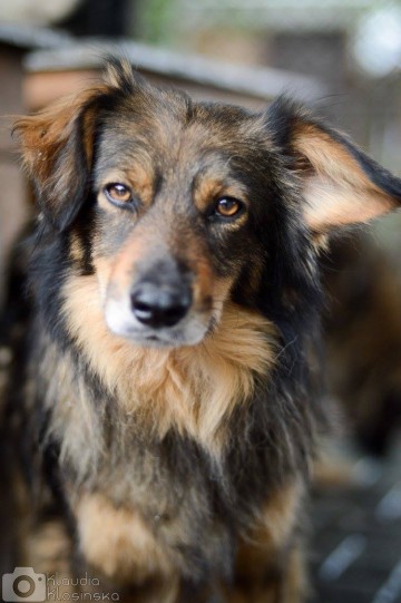 Wyjątkowy Robin szuka wyjątkowego domu