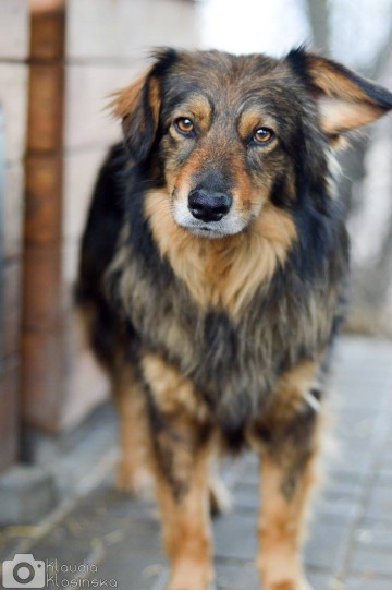 Wyjątkowy Robin szuka wyjątkowego domu