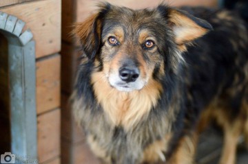Wyjątkowy Robin szuka wyjątkowego domu
