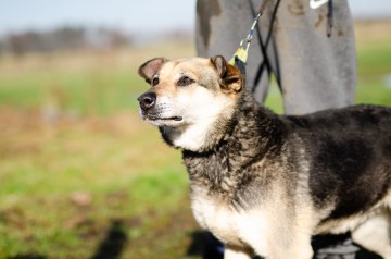 Szaza - cudowna rodzinna suczka szuka domu!
