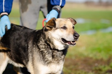 Szaza - cudowna rodzinna suczka szuka domu!