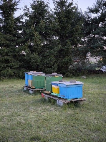 Na sprzedaż: ule z pszczołami + wyposażenie pasieczne