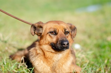 Cudowna, delikatna Kora szuka domu!