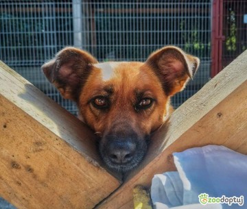 Cudowna, delikatna Kora szuka domu!