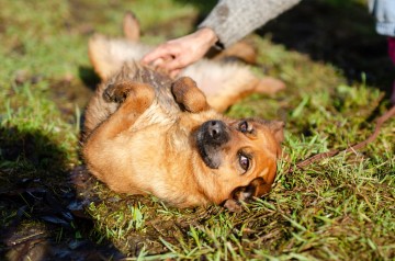 Cudowna, delikatna Kora szuka domu!