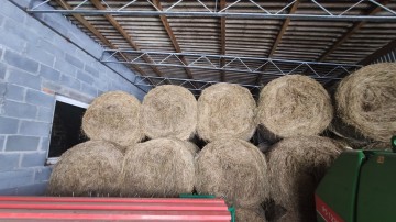 Siano w belach 125cm