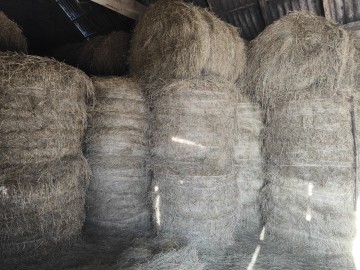 Sprzedam siano