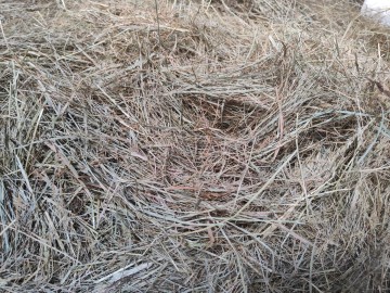Sprzedam siano