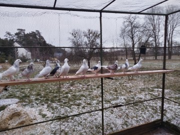 Gołębie pocztowe kolorowe
