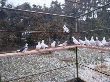 Gołębie pocztowe kolorowe