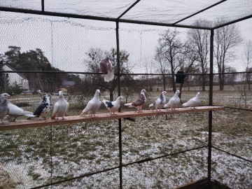 Gołębie pocztowe kolorowe