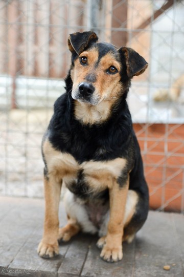 Tedzia - wesoła, niskopodwoziowa sunia!