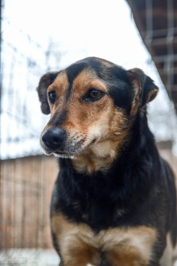 Tedzia - wesoła, niskopodwoziowa sunia!