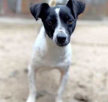 Kazia - niewielka, delikatna sunia szuka domu!