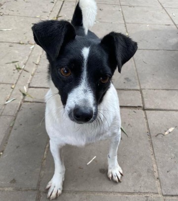 Kazia - niewielka, delikatna sunia szuka domu!