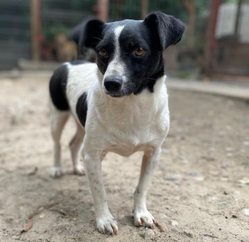 Kazia - niewielka, delikatna sunia szuka domu!