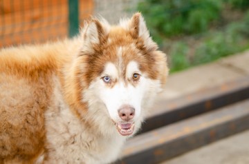 Drako - piękny malamut z wielką osobowością