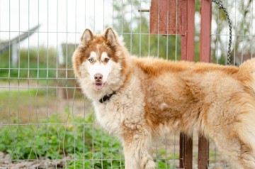 Drako - piękny malamut z wielką osobowością