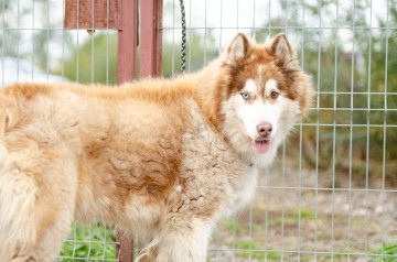 Drako - piękny malamut z wielką osobowością