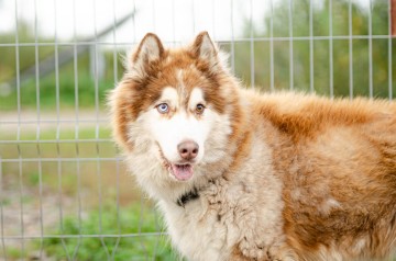 Drako - piękny malamut z wielką osobowością