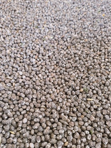 Sprzedam łubin wąskolisnty niebieski gorzki 1,30 kg