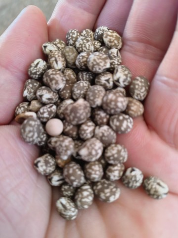 Sprzedam łubin wąskolisnty niebieski gorzki 1,30 kg