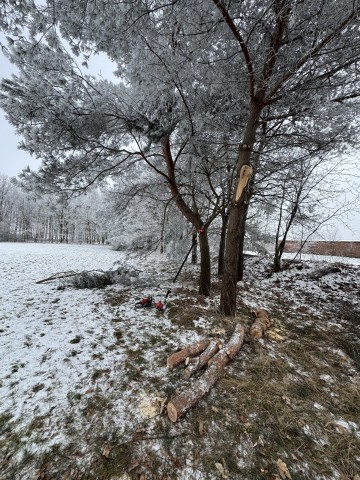 Prace porządkowe w ogrodzie wycinki drzew przycinanie gałęzi