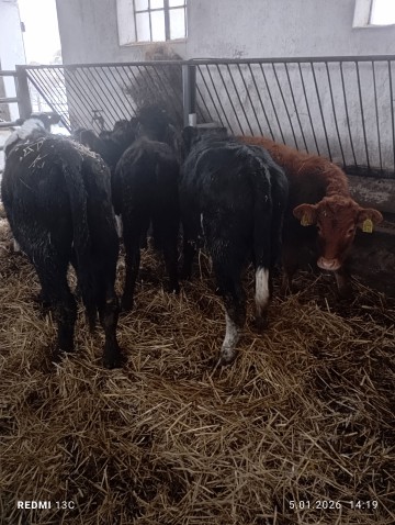 Sprzedam 7 jał&oacute;wek