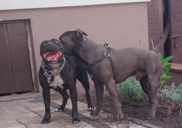 American Staffordshire Terrier Amstaff