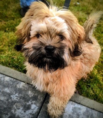 Szczeniak Shih Tzu mini