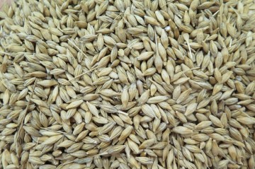 pszenica / pszenżyto / jęczmień / żyto