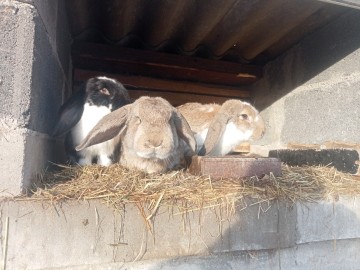 SPRZEDAM KR&Oacute;LIKI