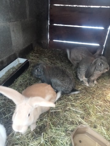 SPRZEDAM KR&Oacute;LIKI