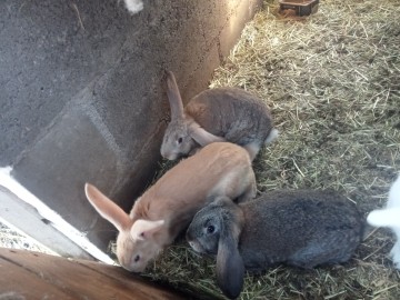 SPRZEDAM KR&Oacute;LIKI