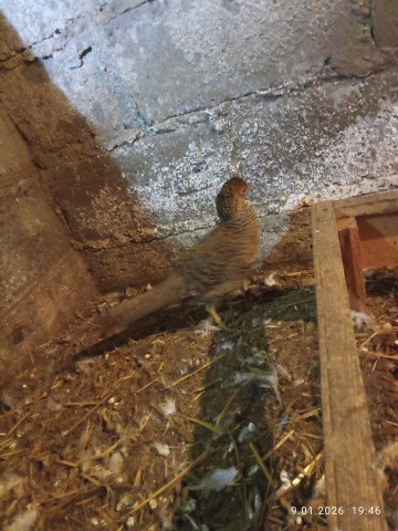 Indyki perlice kaczki gęsi