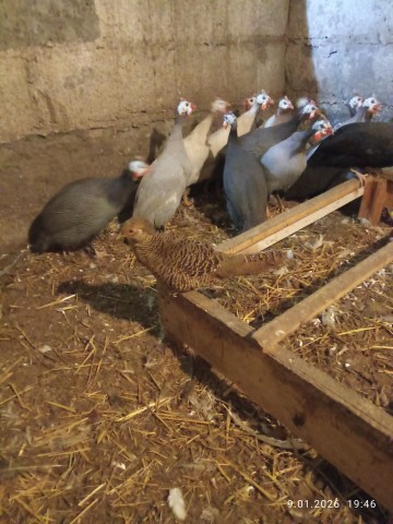 Indyki perlice kaczki gęsi