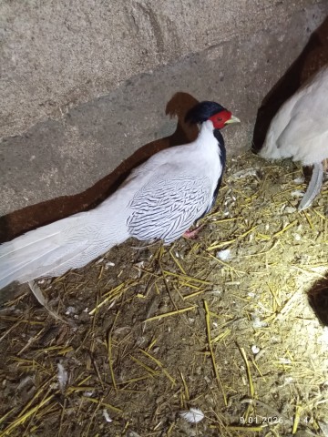 Indyki perlice kaczki gęsi