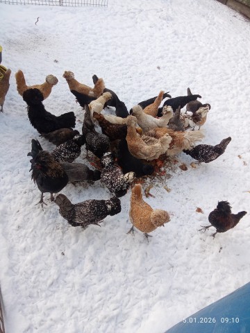 Indyki perlice kaczki gęsi