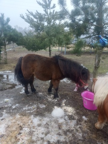 Kucyk Gabi grzeczna bardzo